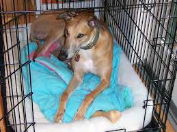dog in a crate