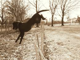 dog jumping fence